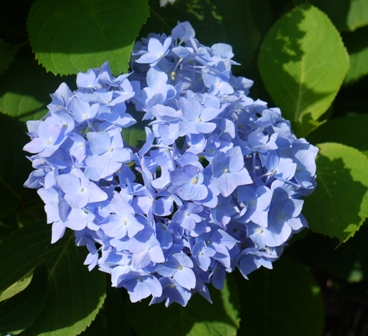 a紫陽花 あ4.jpg