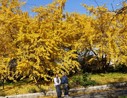 祖父江銀杏 18.jpg