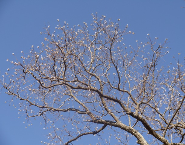 小幡緑地 016ナンキンハゼ.jpg