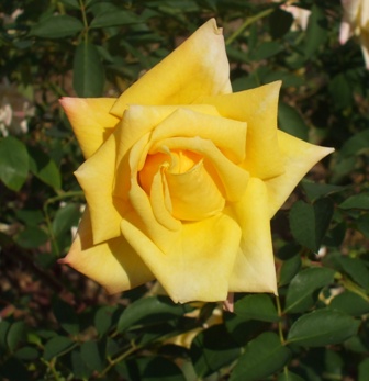 バラ イエローシャイン.jpg