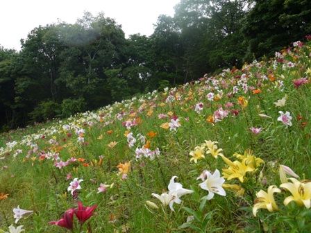 a可睡ゆりの園 17五色1.jpg