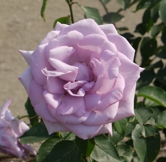 a薔薇 020.jpg