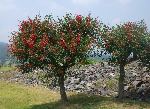 090619ゴルフ 021.jpg