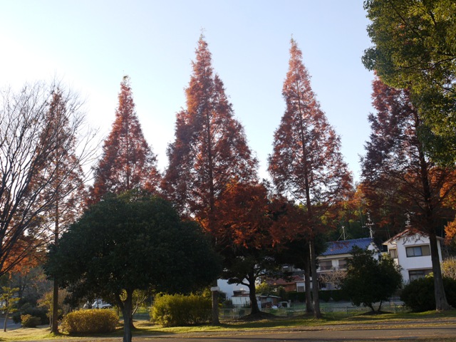 小幡緑地東 09後ろ.jpg