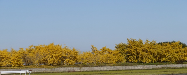 祖父江銀杏 19.jpg