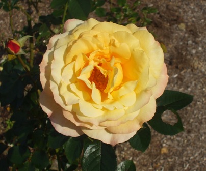 バラ エチュード.jpg