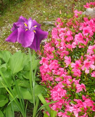 ａ庭 001菖蒲.jpg