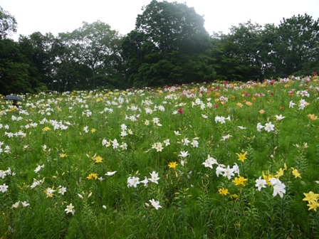 a可睡ゆりの園 18五色3.jpg