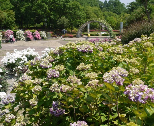 0花菖蒲 009アジサイ.jpg