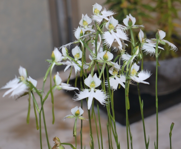 山野草 サギソウ.jpg