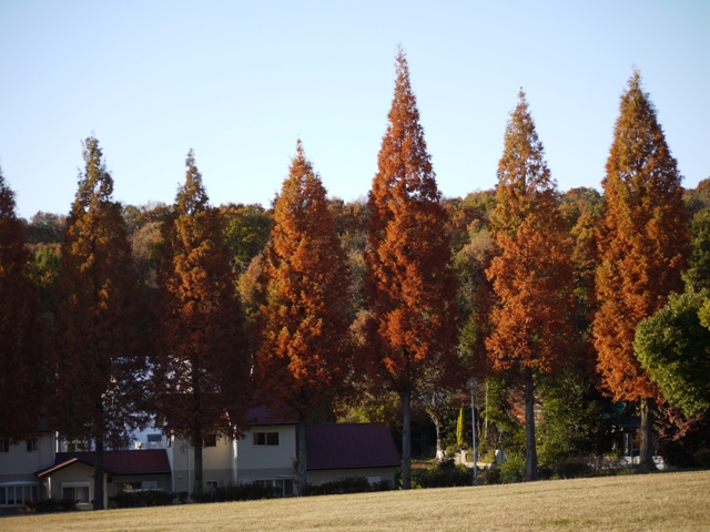 小幡緑地東 13.jpg