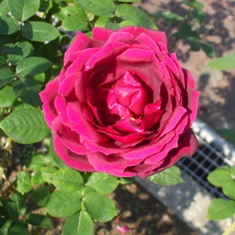 バラ オクラホマ.jpg