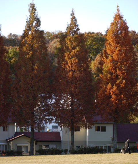小幡緑地東 14望遠.jpg