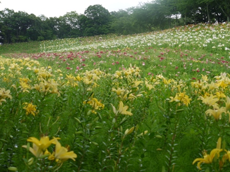 a可睡ゆりの園 22五色8.jpg