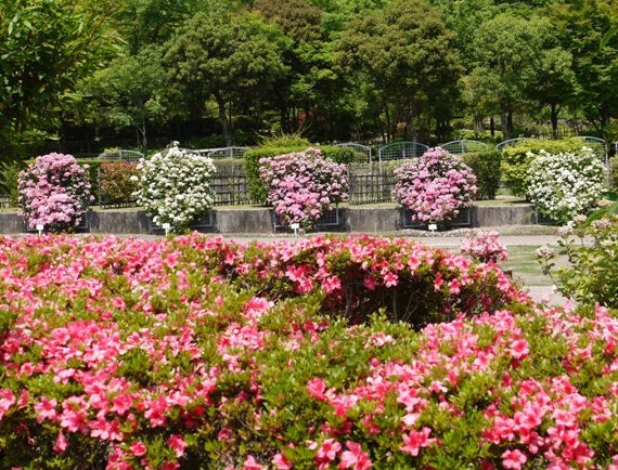 0花菖蒲 011ツツジ.jpg