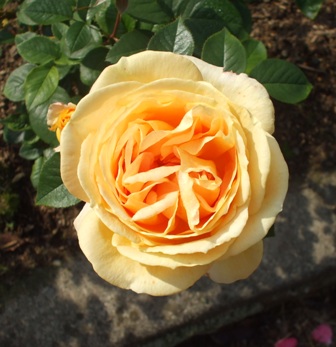 バラ キャンドルライト.jpg