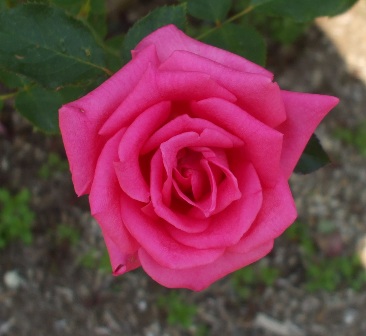 バラ ショーウインドウ.jpg