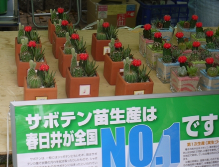 a植物08サボテン 042.jpg