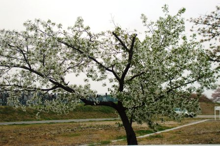 a桜 003.jpg