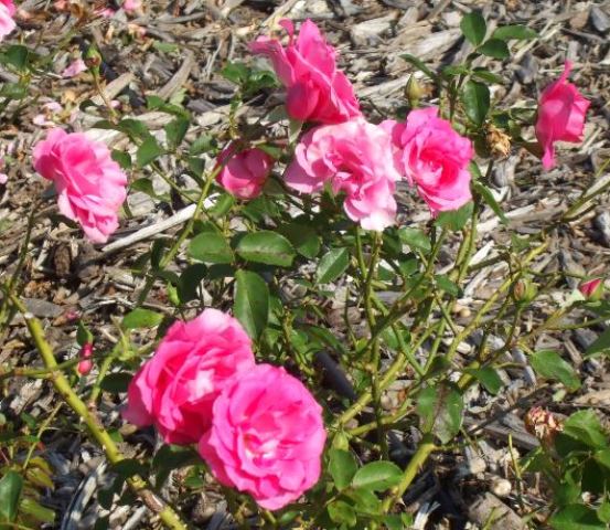 四季07 うらら.jpg