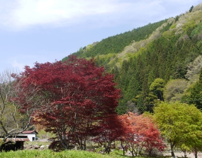 a花桃１ 椛１.jpg