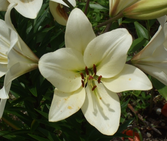 090715ユリ花シロ１.jpg