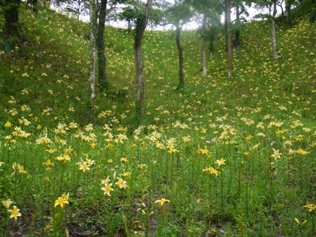 a可睡ゆりの園 25下2黄色.jpg