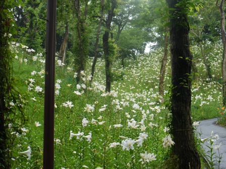 a可睡ゆりの園 26下3白.jpg