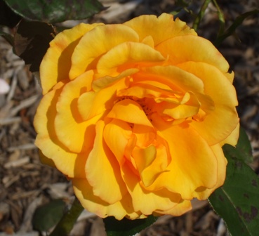 四季08 サンダンス.jpg