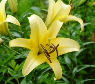 a可睡ゆりの園 黄色花014.jpg