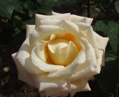 バラ せつこ.jpg