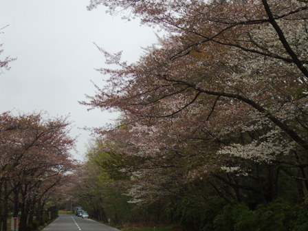 a桜 005.jpg