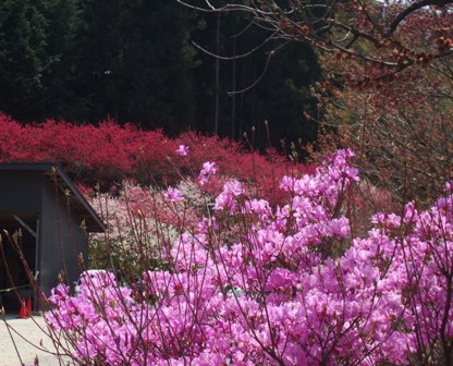 阿智 009ミツバ.jpg