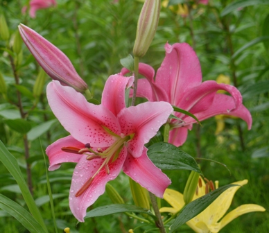 a可睡ゆりの園 黄色花015.jpg