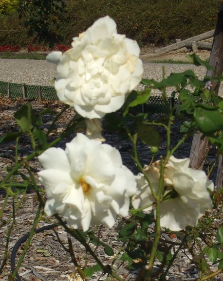 四季09 フレンチ・レース.jpg