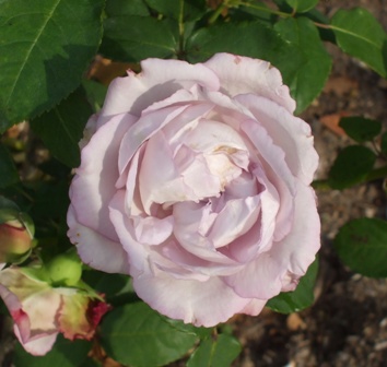 バラ タミュー.jpg