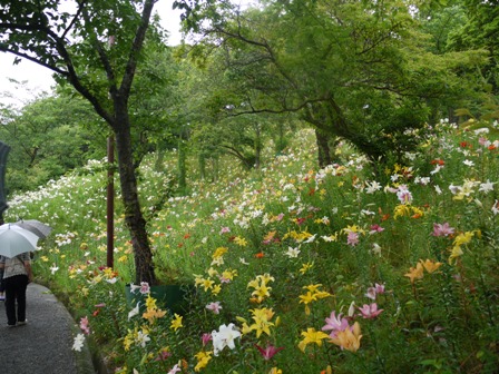 a可睡ゆりの園 28下5.jpg