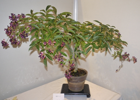 山野草 薩甲フジ1.jpg