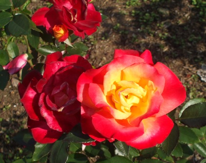 バラ チャールストン１.jpg