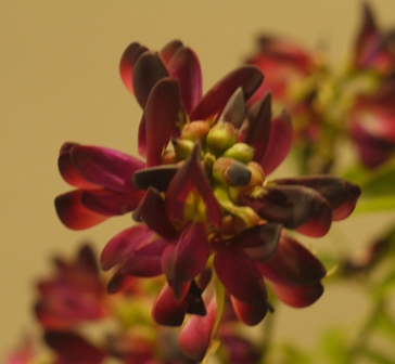 山野草 薩甲フジ2.jpg