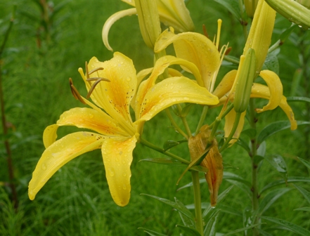 a可睡ゆりの園 黄色花016.jpg