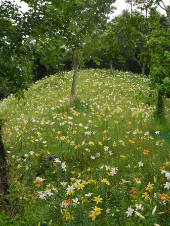 a可睡ゆりの園 30下7.jpg