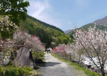 a花桃５ 奥033.jpg