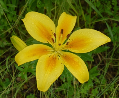 a可睡ゆりの園 黄色半018.jpg