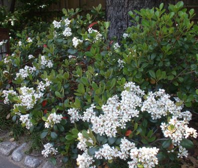 徳川園 07まるはしゃりんばい.jpg