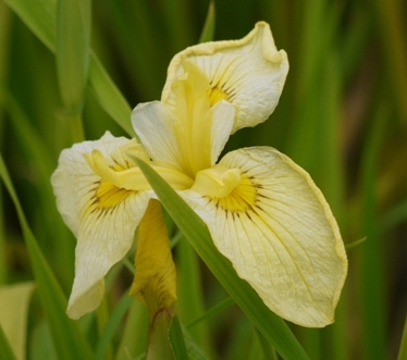 a花菖蒲 040花.jpg