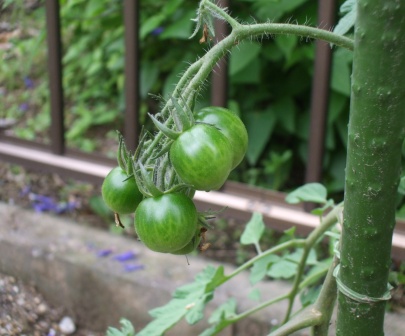 a庭 ミニトマト実.jpg