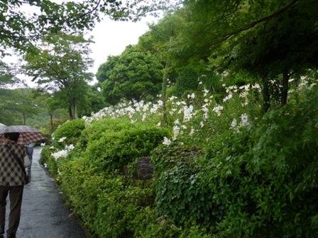 a可睡ゆりの園 33滝左.jpg