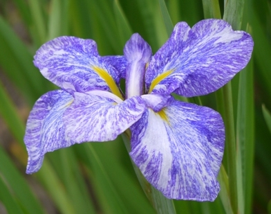 a花菖蒲 041花.jpg