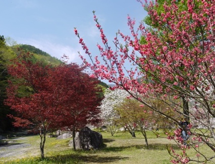 a花桃５ 椛３.jpg